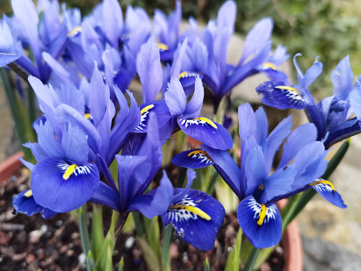 Iris reticulata 8